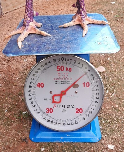 오가다 이미지