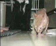 호구견과 고양이 .gif | 인스티즈
