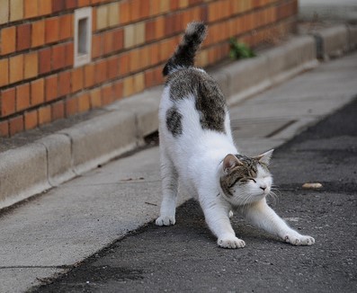 기지개켜는 고양이들 | 인스티즈