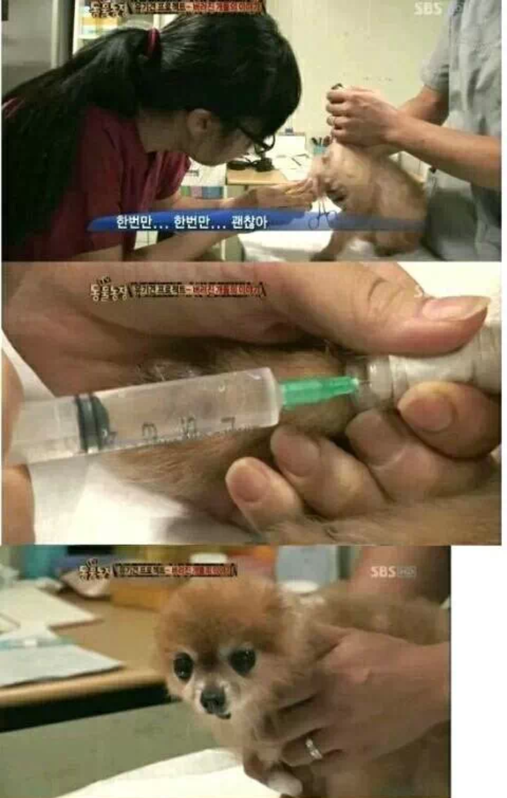 유기견을 안락사시키는 수의사들의 심정.... | 인스티즈