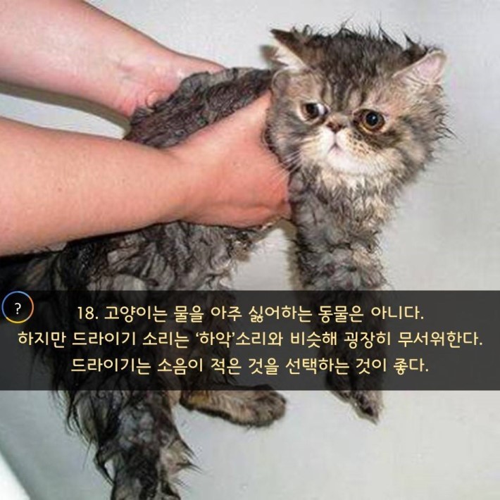 야옹이를 대하는 예의 | 인스티즈
