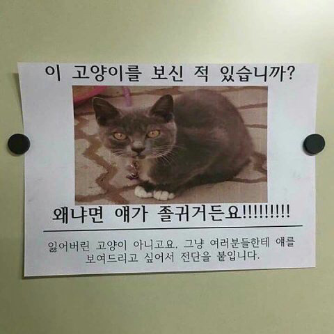 고양이 키우는 놈들 특징.jpg | 인스티즈