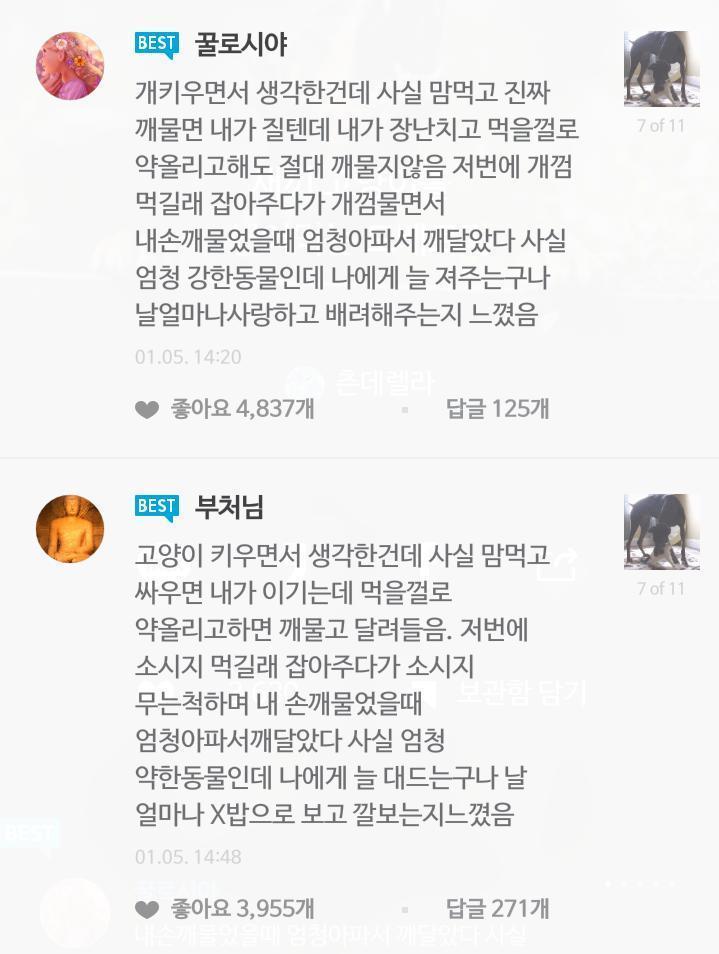 개 기르는 사람과 고양이 기르는 사람의 차이 | 인스티즈
