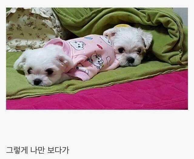 댕댕이 키우면 생기는일 | 인스티즈
