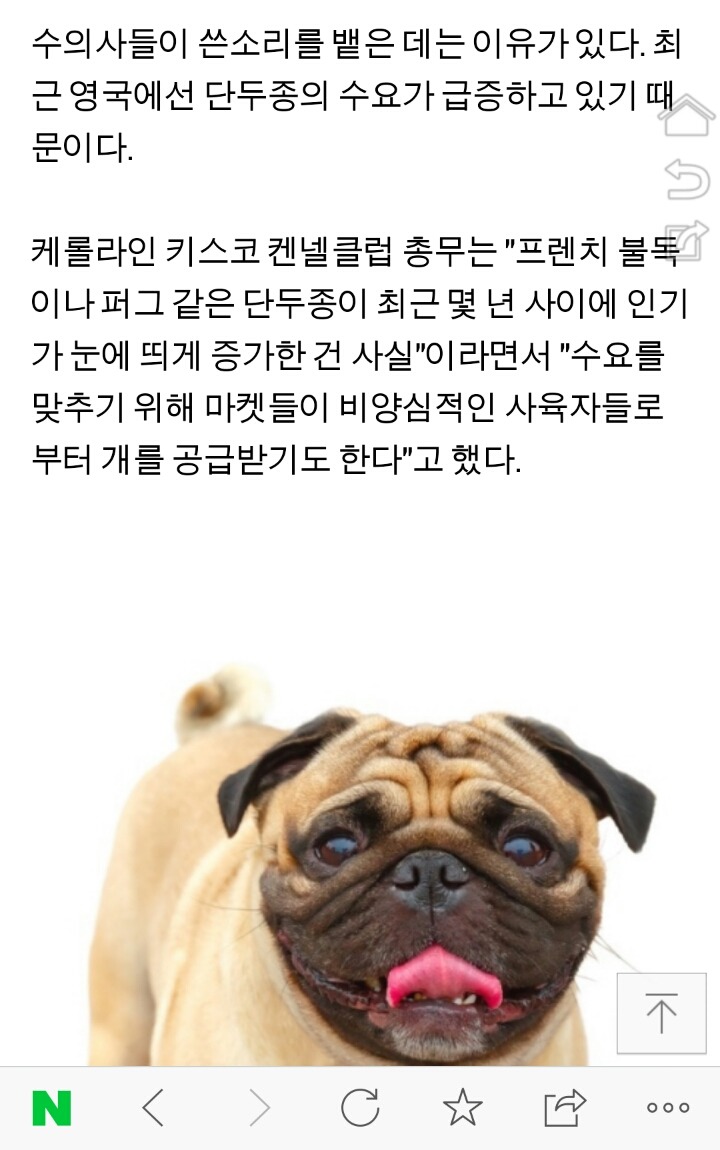 영국 수의사들 "코 눌린 개 키우지 마라" | 인스티즈