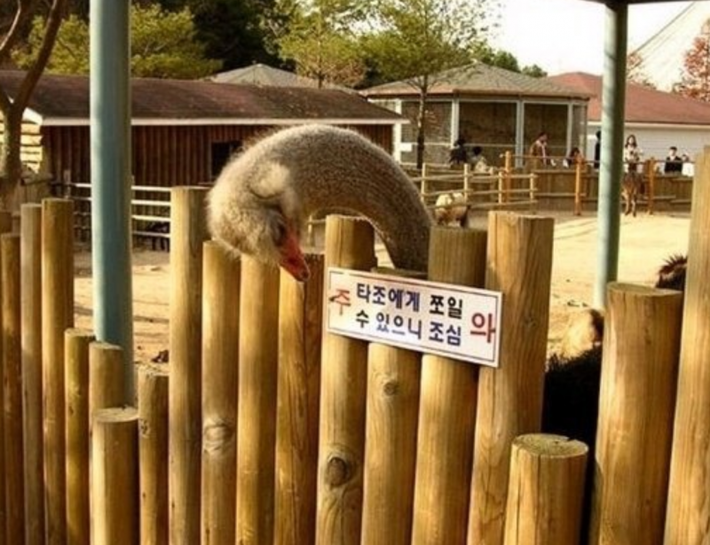 아니 뭐라고 써놨길래 먹이를 안주지?? | 인스티즈