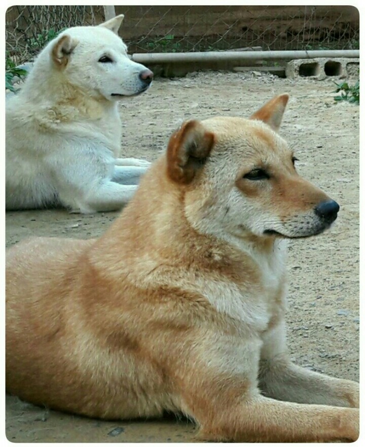 복실이 이미지