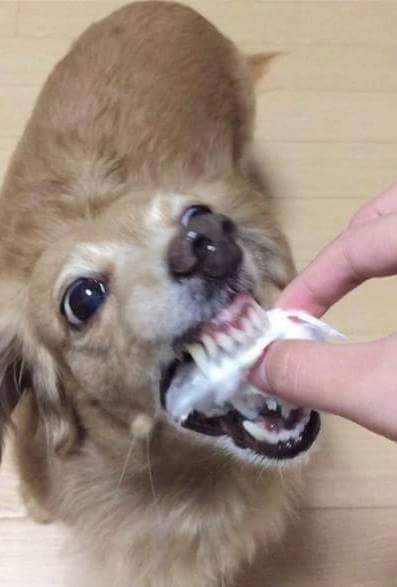 솜사탕 이미지