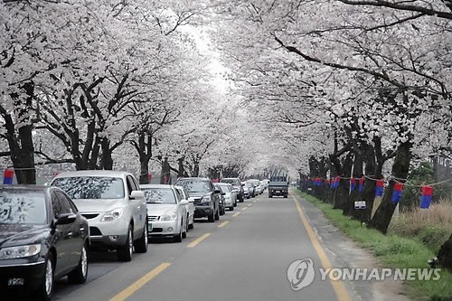 사랑하는사람과함께떠나는 국내 최고의 벚꽃드라이브코스들 | 인스티즈