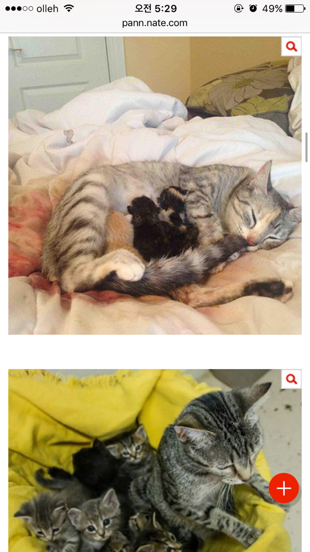 엄빠가 된 게 뿌듯한 고양이들 | 인스티즈
