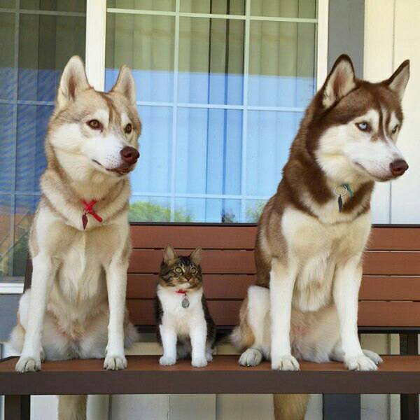 시베리안 허스키와 고양이.jpg | 인스티즈