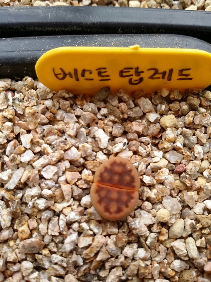 향운 이미지