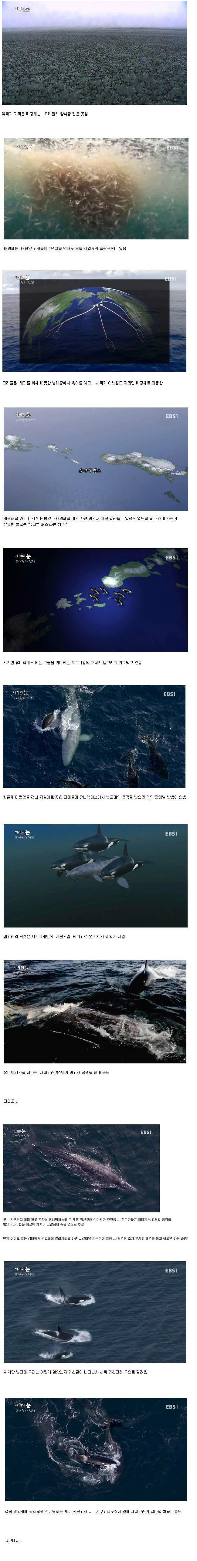 깡패 범고래의 유일한 천적.jpg | 인스티즈