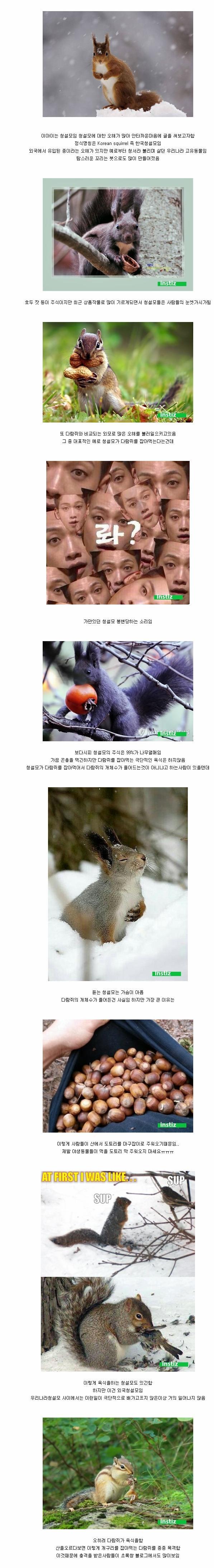 청설모의 잘못된 인식 | 인스티즈