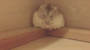 자다가 굴러떨어지는 햄스터.gif | 인스티즈