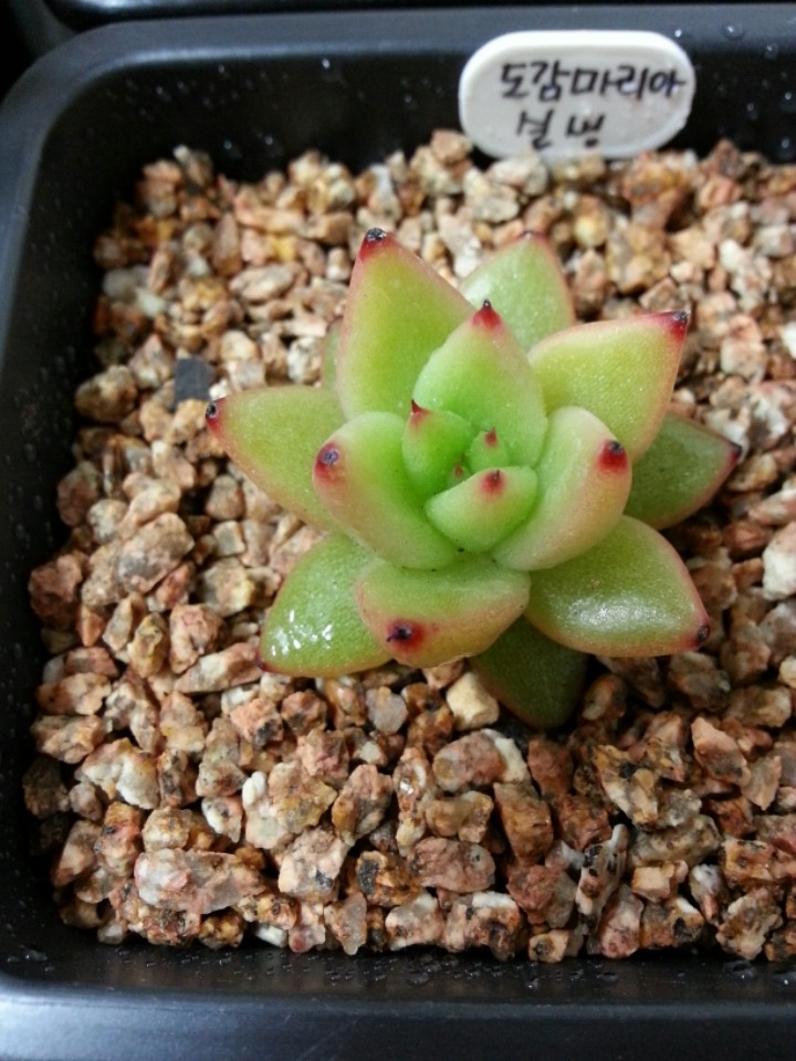 코끼리다육 이미지