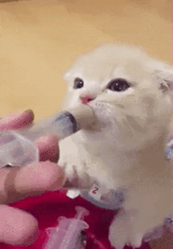 맘마먹는 냥이.gif | 인스티즈