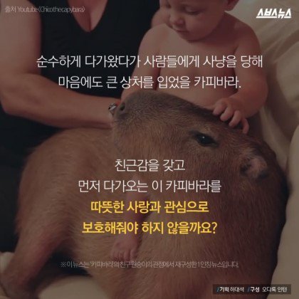 동물들중에 제일 친화력 좋은 친구 '카피바라' | 인스티즈