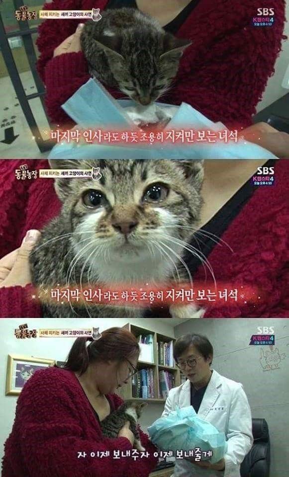 아빠 고양이를 보내는 아기 고양이 (눈물주의) | 인스티즈