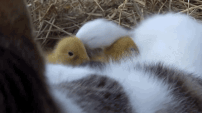새끼오리와 고양이 | 인스티즈