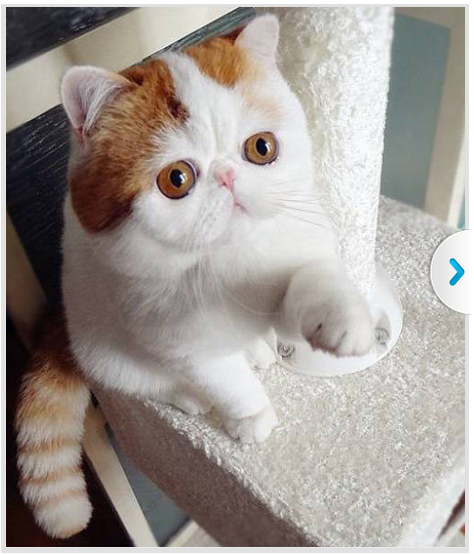 스코티쉬 폴드 고양이.jpg | 인스티즈