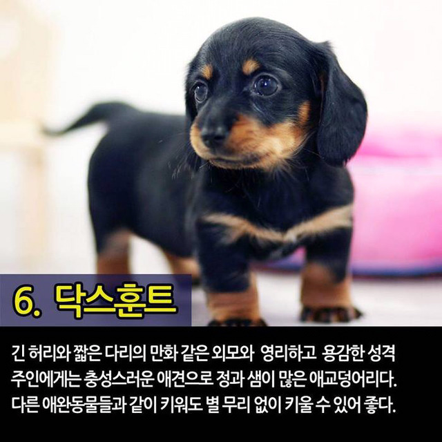 실내에서 키우기 좋은 반려견 TOP7 | 인스티즈