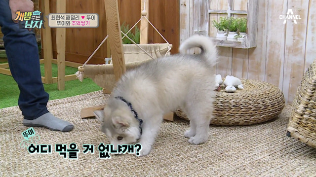 겁나 귀여운 최현석 셰프 강아지 뚜이(오드아이 시베리안 허스키).jpg | 인스티즈