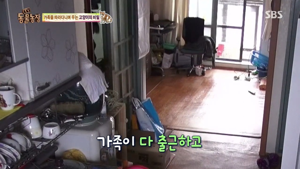 [동물농장] 존트 할말 다 하고 사는 수다쟁이 고양이 쪼롱이ㅋㅋㅋㅋ.jpg | 인스티즈
