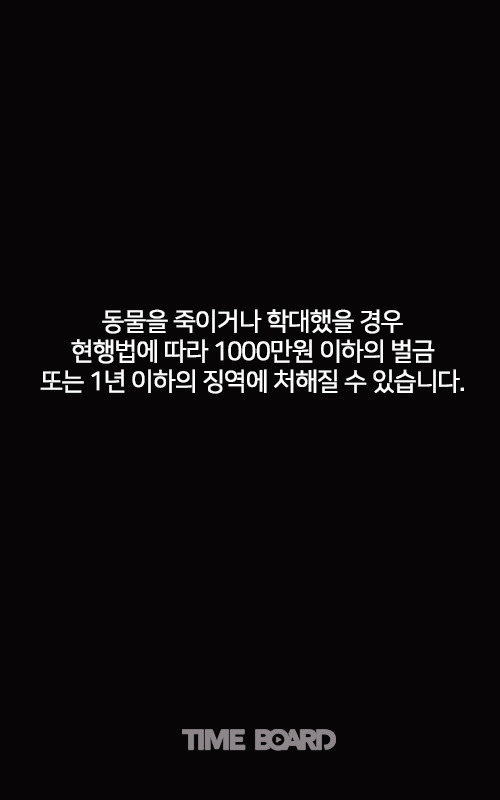 고양이들의 슬픈 고백 | 인스티즈