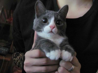 냥이와 함께 하는 기분 좋은 아침 (데이터주의) | 인스티즈