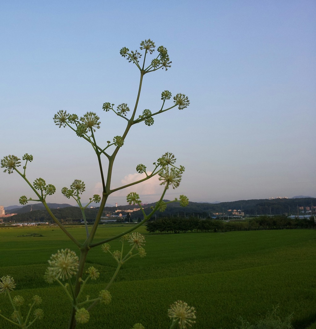 샛터식당 이미지