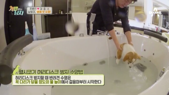 [개밥주는남자] 웰시코기 삼둥이 대중소의 일상.jpg | 인스티즈