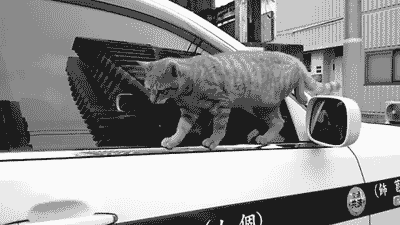 고양이 추락사 | 인스티즈