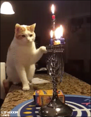 고양이.gif | 인스티즈