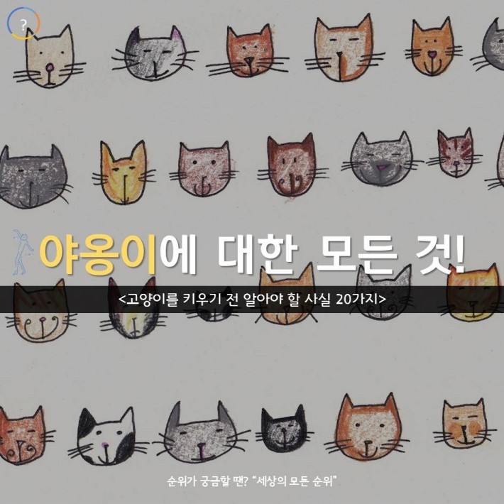 야옹이를 대하는 예의 | 인스티즈