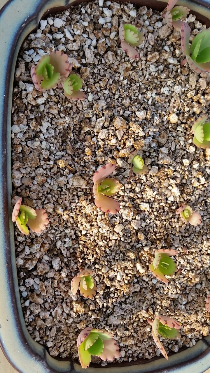 스마일화분 이미지