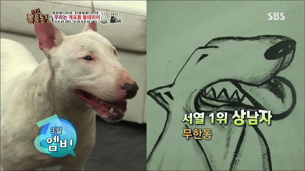주인이 100프로 노린 개 이름.jpg | 인스티즈