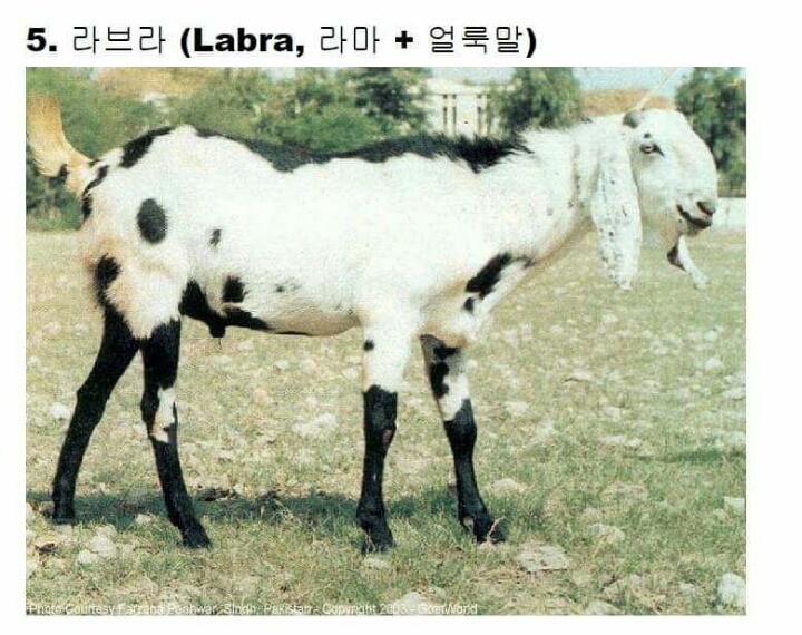 교배 성공한 희귀동물들 ㅋㅋ | 인스티즈