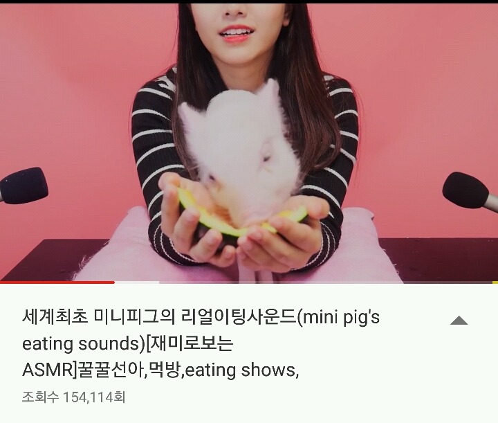 ASMR 세계최초 미니피그의 리얼이팅사운드 (feat. 음식앞에서의 나의모습) | 인스티즈
