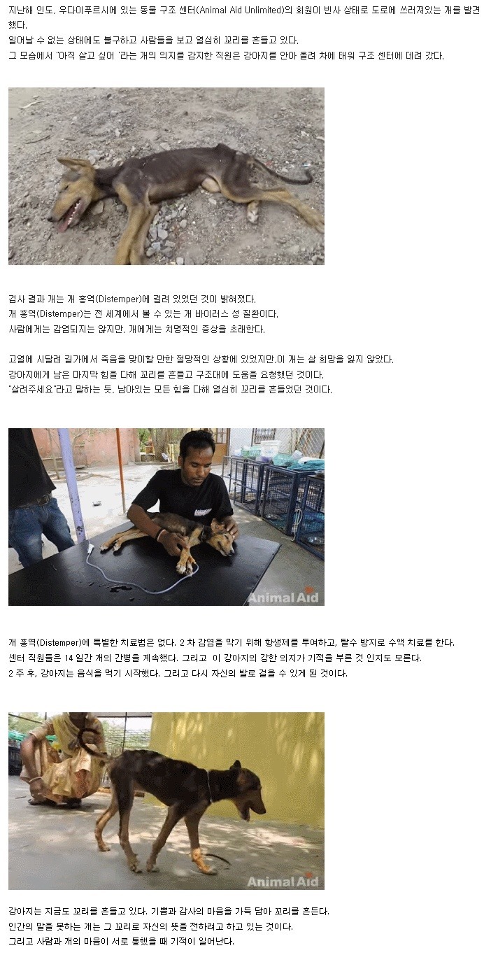 죽기 직전 상황에서도 포기하지않은 강아지의 기적.jpg | 인스티즈