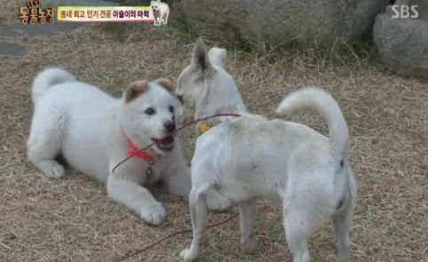 동네 최고 인기견 이슬이 ㅋㅋㅋㅋ.jpg | 인스티즈