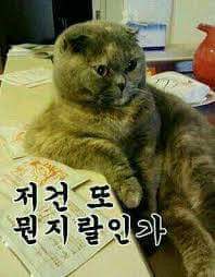 고양이 제목 학원 | 인스티즈