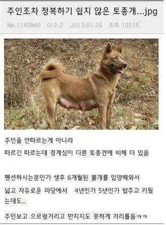 주인조차 정복하기 쉽지 않은 토종개 | 인스티즈