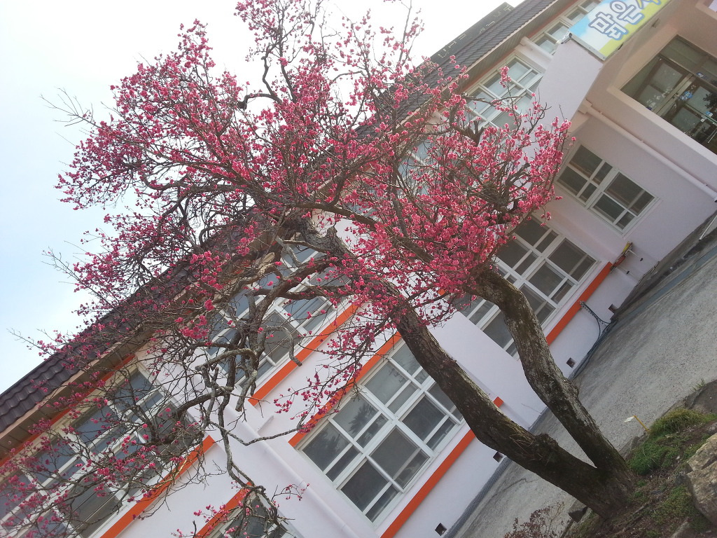 고성초등학교 이미지