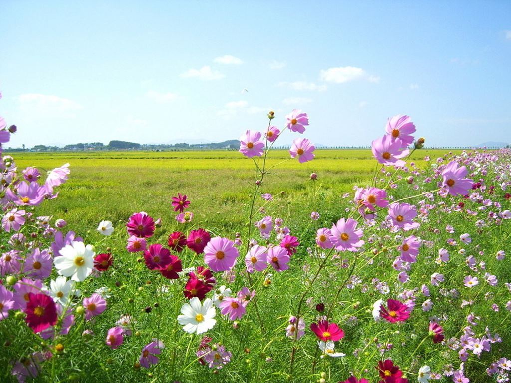 화방 이미지
