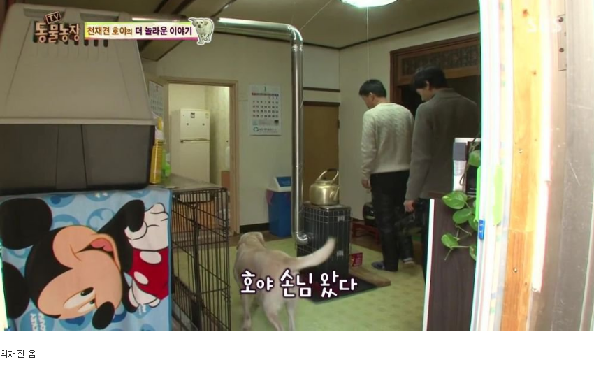 동물농장 완전 똑똑한 멍멍이 | 인스티즈
