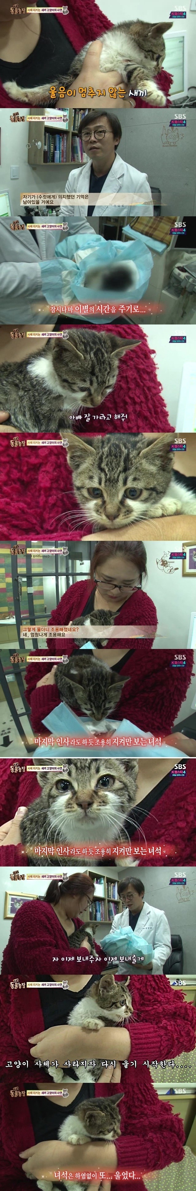 아빠를 떠나보내는 새끼 고양이... | 인스티즈