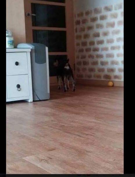 개,고양이 키우는 사람들이 집에 빨리가는이유 | 인스티즈