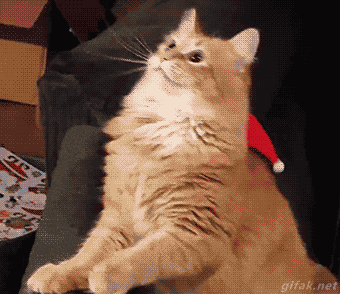 뭐가 자꾸 내 머리를 친다냥.gif | 인스티즈