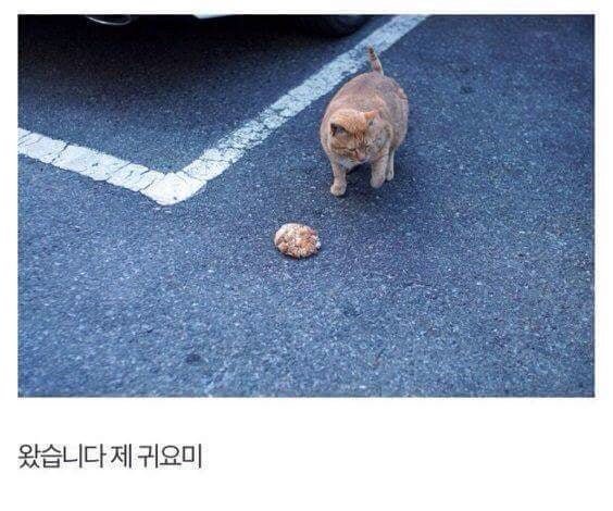 직접 먹이 만들어서 길고양이 밥먹이는 훈훈한 집사.jpg | 인스티즈